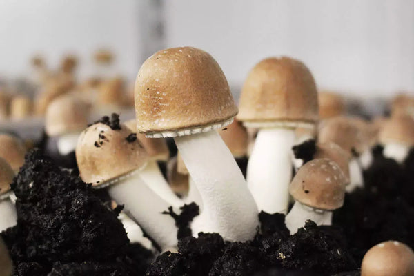 Agaricus Blazei Murrill