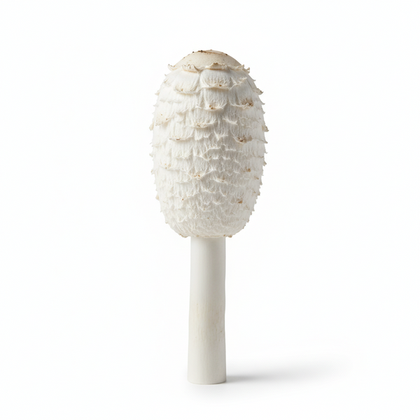 Coprinus