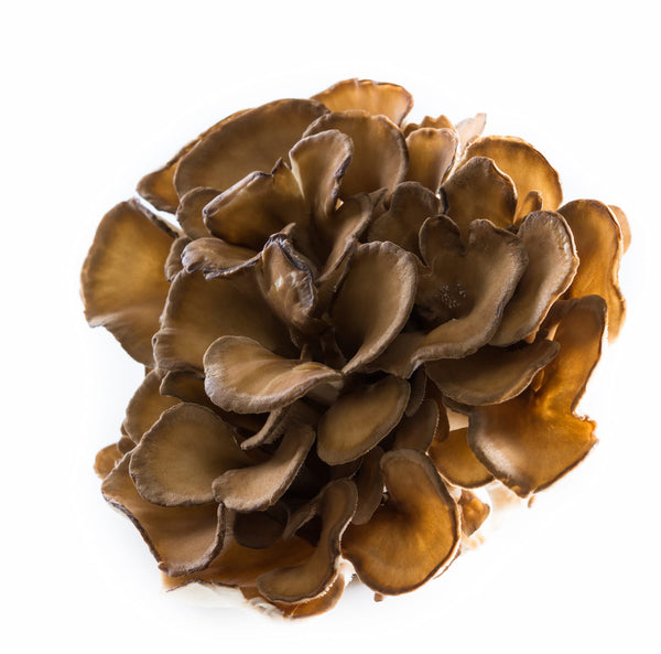 Maitake