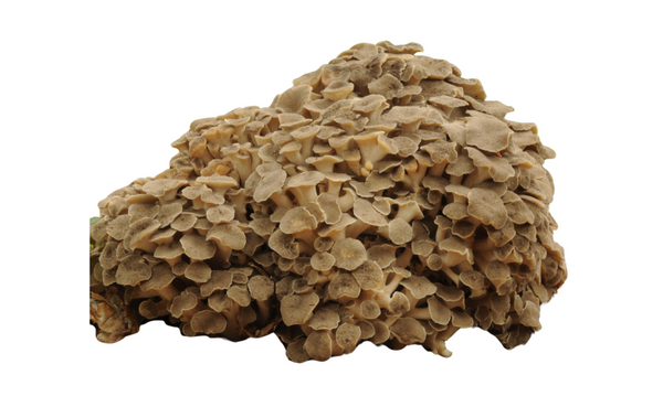 Polyporus