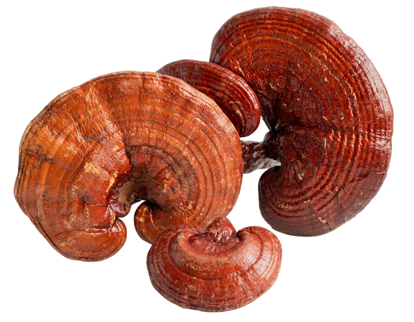 Reishi