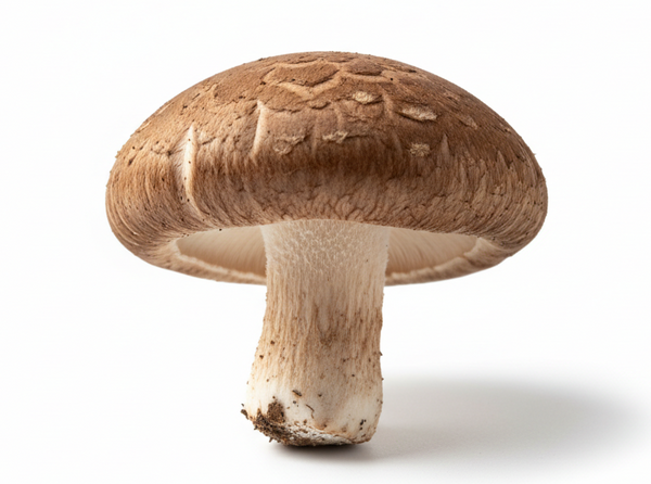 Shiitake