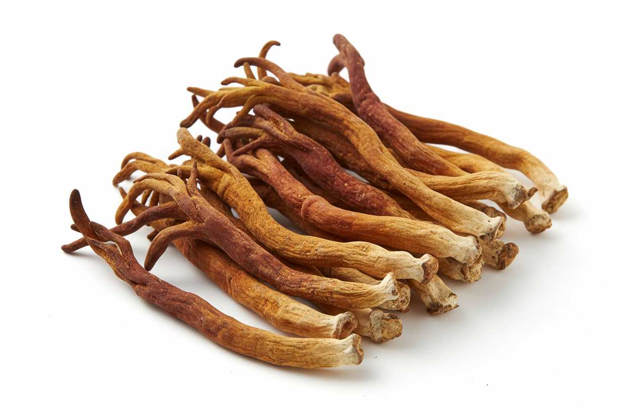 Cordyceps