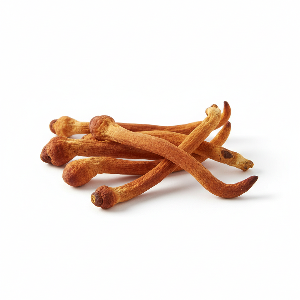 Cordyceps
