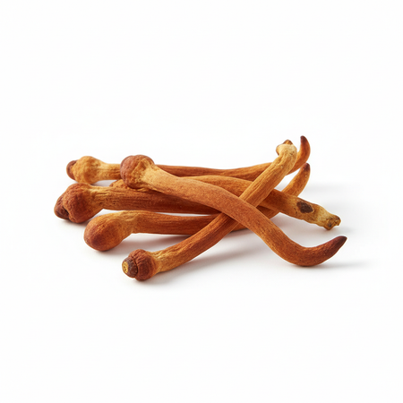 Cordyceps