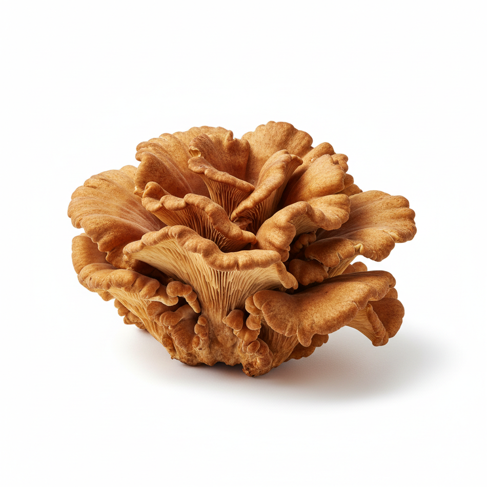Maitake mushroom