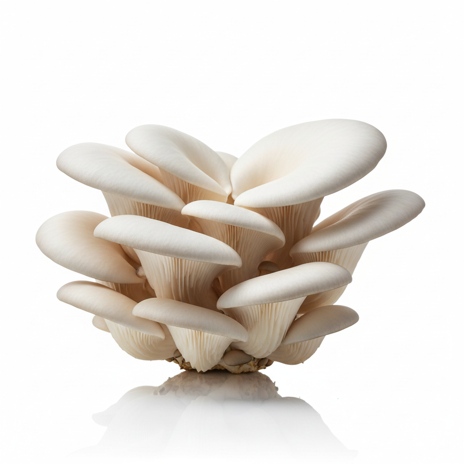 Pleurotus