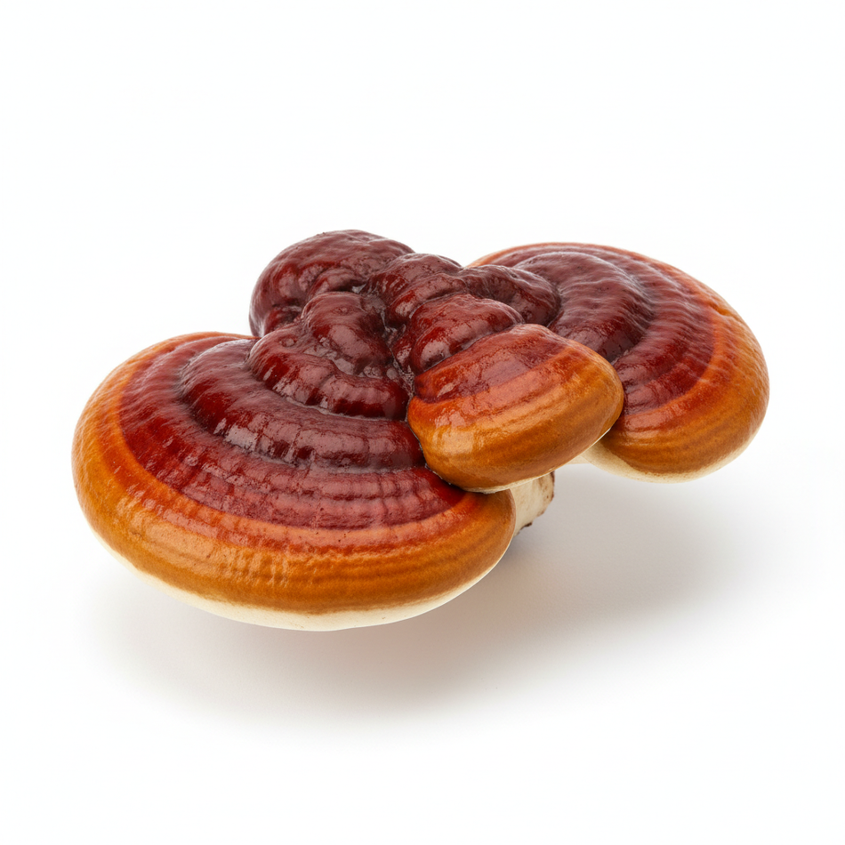 Reishi Mushroom
