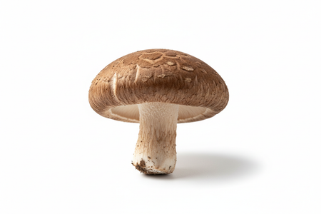 Shiitake